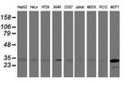 BIN3 Antibody in Western Blot (WB)