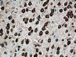 Ataxin 2 Antibody in Immunohistochemistry (Paraffin) (IHC (P))