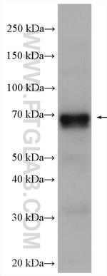 STXBP1 Antibody in Western Blot (WB)