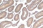 STK25 Antibody in Immunohistochemistry (Paraffin) (IHC (P))