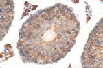 STK25 Antibody in Immunohistochemistry (Paraffin) (IHC (P))