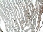 Beta Actin Antibody in Immunohistochemistry (Paraffin) (IHC (P))