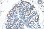 CXCR4 Antibody in Immunohistochemistry (Paraffin) (IHC (P))