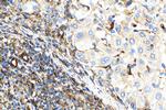 Vimentin Antibody in Immunohistochemistry (Paraffin) (IHC (P))