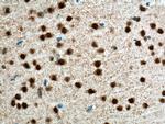 NeuN Antibody in Immunohistochemistry (Paraffin) (IHC (P))