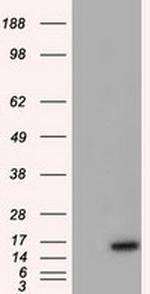 BIRC5/Survivin Antibody in Western Blot (WB)