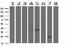 BIRC5/Survivin Antibody in Western Blot (WB)