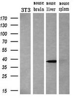 BIRC7 Antibody in Western Blot (WB)