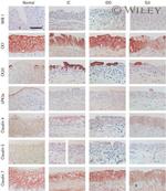 Claudin 7 Antibody in Immunohistochemistry (IHC)