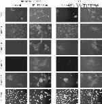 Claudin 7 Antibody in Immunocytochemistry (ICC/IF)