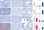 Claudin 3 Antibody in Immunohistochemistry (IHC)