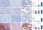 Claudin 7 Antibody in Immunohistochemistry (IHC)