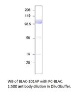 Bovine Lactoferrin Antibody in Western Blot (WB)