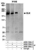 BLM Antibody in Western Blot (WB)