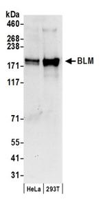 BLM Antibody in Western Blot (WB)