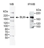 BLM Antibody in Western Blot (WB)