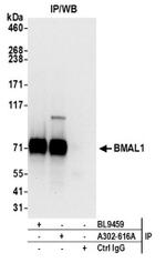 BMAL1 Antibody in Western Blot (WB)