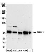 BMAL1 Antibody in Western Blot (WB)