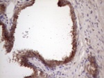 BMF Antibody in Immunohistochemistry (Paraffin) (IHC (P))