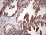 BMF Antibody in Immunohistochemistry (Paraffin) (IHC (P))