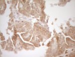 BMF Antibody in Immunohistochemistry (Paraffin) (IHC (P))