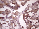 BMF Antibody in Immunohistochemistry (Paraffin) (IHC (P))