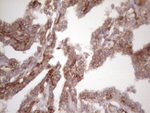 BMF Antibody in Immunohistochemistry (Paraffin) (IHC (P))