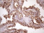 BMF Antibody in Immunohistochemistry (Paraffin) (IHC (P))