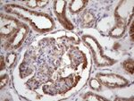 BMF Antibody in Immunohistochemistry (Paraffin) (IHC (P))