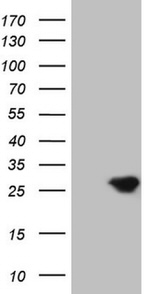 BMF Antibody in Western Blot (WB)