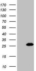 BMF Antibody in Western Blot (WB)