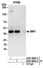 BMI1 Antibody in Western Blot (WB)