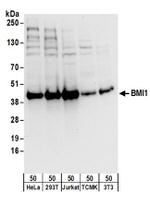 BMI1 Antibody in Western Blot (WB)