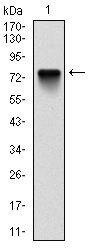 BMI-1 Antibody in Western Blot (WB)