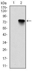 BMI-1 Antibody in Western Blot (WB)