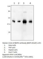 BMP2 Antibody in Western Blot (WB)