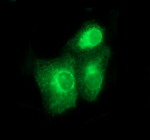 BMP1 Antibody in Immunocytochemistry (ICC/IF)