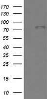 BMP1 Antibody in Western Blot (WB)