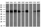 BMP1 Antibody in Western Blot (WB)