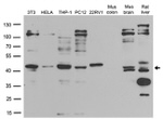 BMP2 Antibody in Western Blot (WB)