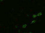 BMP4 Antibody in Immunocytochemistry (ICC/IF)