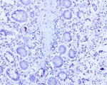 BMP4 Antibody in Immunohistochemistry (Paraffin) (IHC (P))