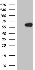 BMP4 Antibody in Western Blot (WB)