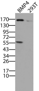 BMP4 Antibody in Western Blot (WB)