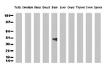 BMP4 Antibody in Western Blot (WB)