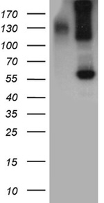 BMP6 Antibody in Western Blot (WB)