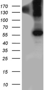 BMP6 Antibody in Western Blot (WB)