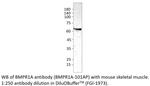 BMPR1A Antibody in Western Blot (WB)