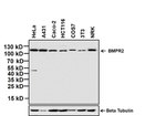 BMPR2 Antibody in Western Blot (WB)