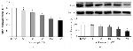 TLR5 Antibody in Flow Cytometry (Flow)